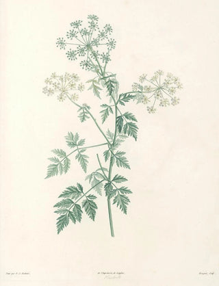 Pierre Joseph Redout - La botanique de J J Rousseau Pl 29.webp