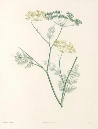 Pierre Joseph Redout - La botanique de J J Rousseau Pl 30.webp