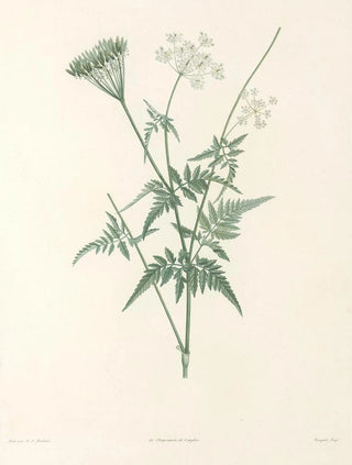 Pierre Joseph Redout - La botanique de J J Rousseau Pl 31.webp
