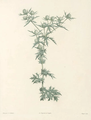 Pierre Joseph Redout - La botanique de J J Rousseau Pl 32.webp