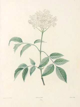 Pierre Joseph Redout - La botanique de J J Rousseau Pl 33.webp