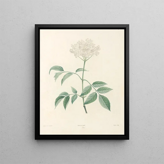 Pierre Joseph Redout - La botanique de J J Rousseau Pl 33.webp