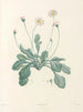 La botanique de J. J. Rousseau Pl 34 - Pierre-Joseph Redouté — vista de la obra