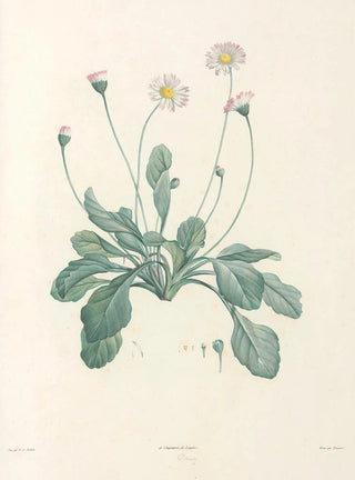 Pierre Joseph Redout - La botanique de J J Rousseau Pl 34.webp