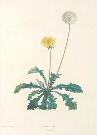 Pierre Joseph Redout - La botanique de J J Rousseau Pl 35.webp