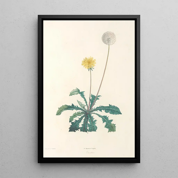 La botanique de J J Rousseau Pl 35 - Pierre Joseph Redouté — framed artwork on a wall