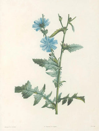 Pierre Joseph Redout - La botanique de J J Rousseau Pl 36.webp