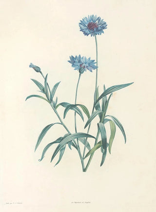 Pierre Joseph Redout - La botanique de J J Rousseau Pl 37.webp