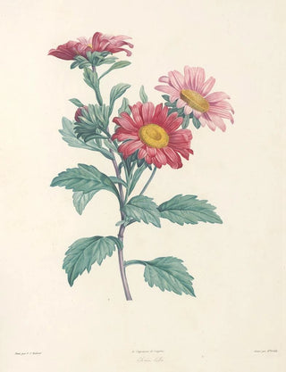 Pierre Joseph Redout - La botanique de J J Rousseau Pl 38.webp