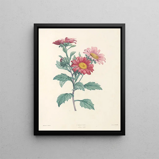 Pierre Joseph Redout - La botanique de J J Rousseau Pl 38.webp