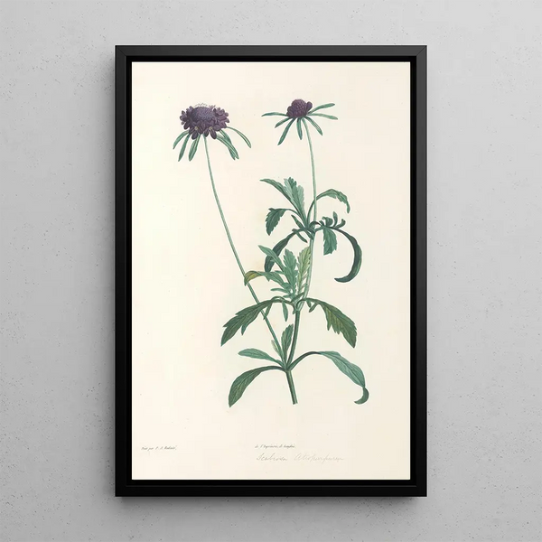 La botanique de J J Rousseau Pl 39 - Pierre Joseph Redouté — framed artwork on a wall