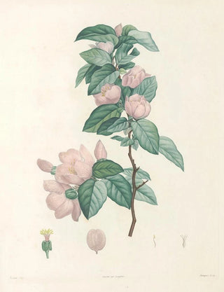 Pierre Joseph Redout - La botanique de J J Rousseau Pl 40.webp