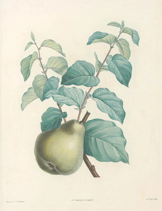 Pierre Joseph Redout - La botanique de J J Rousseau Pl 41.webp