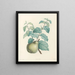 La botanique de J. J. Rousseau Pl 41 - Pierre-Joseph Redouté — framed artwork on a wall