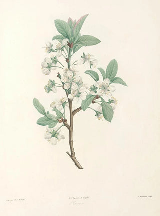 Pierre Joseph Redout - La botanique de J J Rousseau Pl 43.webp