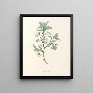Pierre Joseph Redout - La botanique de J J Rousseau Pl 43.webp