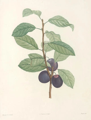 Pierre Joseph Redout - La botanique de J J Rousseau Pl 44.webp
