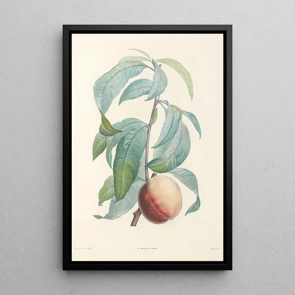 La botanique de J J Rousseau Pl 46 - Pierre Joseph Redouté — framed artwork on a wall
