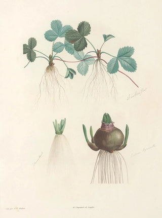 Pierre Joseph Redout - La botanique de J J Rousseau Pl 47.webp
