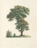 La botanique de J. J. Rousseau Pl 48 - Pierre-Joseph Redouté — vista de la obra