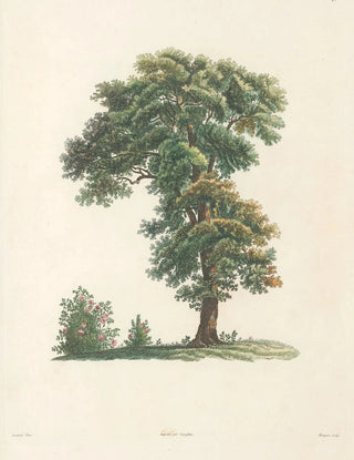 Pierre Joseph Redout - La botanique de J J Rousseau Pl 48.webp