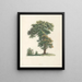 La botanique de J. J. Rousseau Pl 48 - Pierre-Joseph Redouté — cuadro enmarcado en la pared