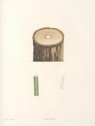 Pierre Joseph Redout - La botanique de J J Rousseau Pl 50.webp