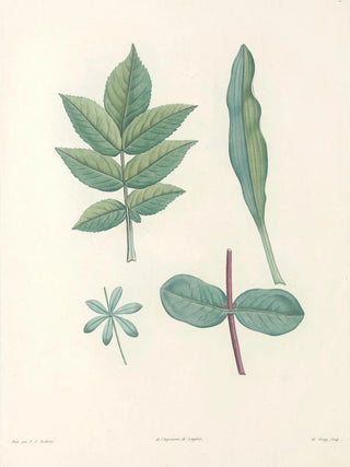 Pierre Joseph Redout - La botanique de J J Rousseau Pl 51.webp