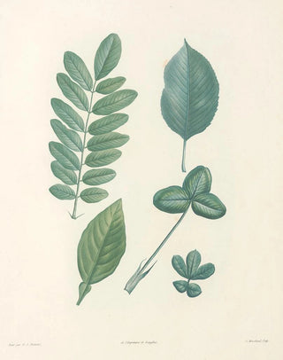 Pierre Joseph Redout - La botanique de J J Rousseau Pl 52.webp