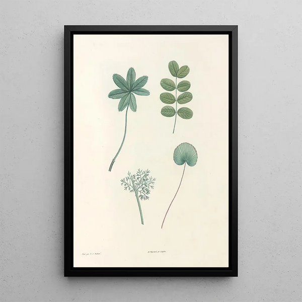 La botanique de J J Rousseau Pl 53 - Pierre Joseph Redouté — framed artwork on a wall