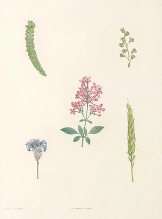 Pierre Joseph Redout - La botanique de J J Rousseau Pl 54.webp