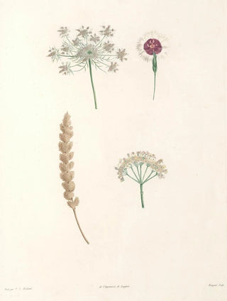 Pierre Joseph Redout - La botanique de J J Rousseau Pl 55.webp