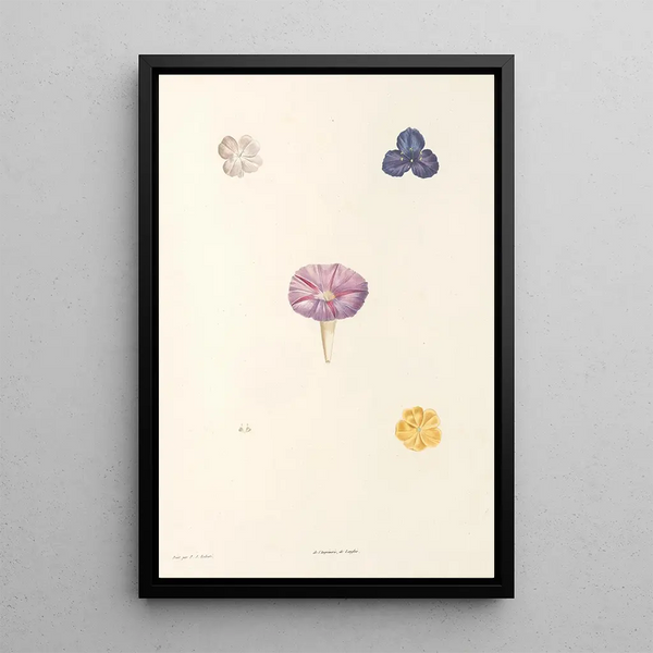 La botanique de J J Rousseau Pl 56 - Pierre Joseph Redouté — framed artwork on a wall