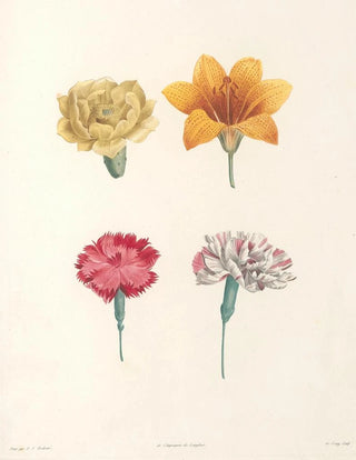 Pierre Joseph Redout - La botanique de J J Rousseau Pl 57.webp