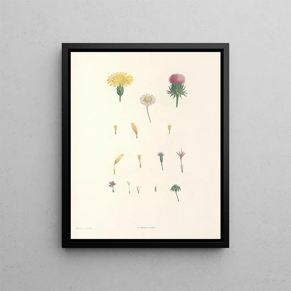 Pierre Joseph Redout - La botanique de J J Rousseau Pl 58.webp
