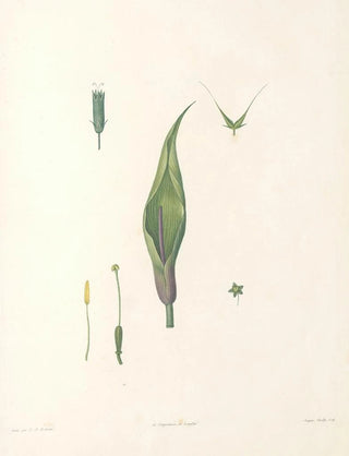 Pierre Joseph Redout - La botanique de J J Rousseau Pl 60.webp