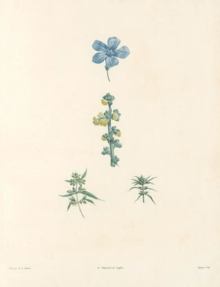 Pierre Joseph Redout - La botanique de J J Rousseau Pl 61.webp