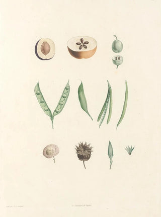 Pierre Joseph Redout - La botanique de J J Rousseau Pl 62.webp