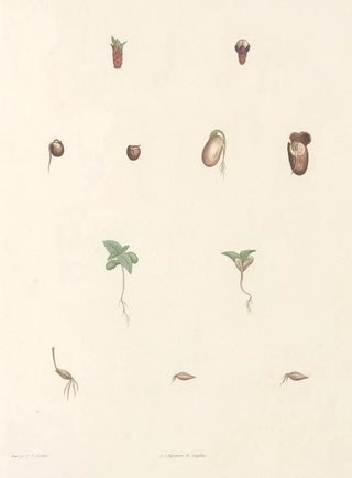 Pierre Joseph Redout - La botanique de J J Rousseau Pl 63.webp