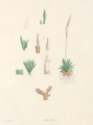 Pierre Joseph Redout - La botanique de J J Rousseau Pl 64.webp