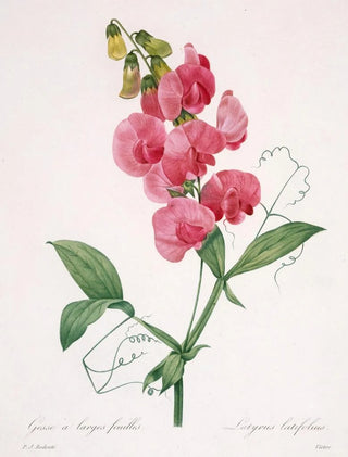 Pierre Joseph Redout - Lathyrus latifolius Everlasting Pea.webp
