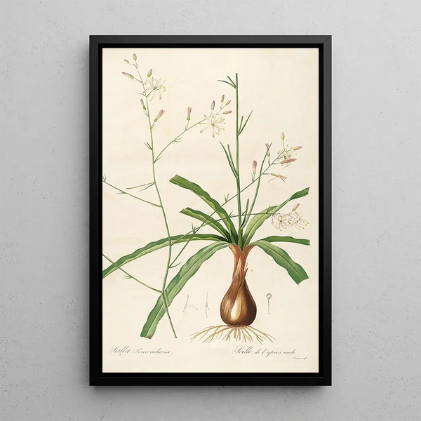 Les liliacées Pl01 - Pierre Joseph Redouté — framed artwork on a wall