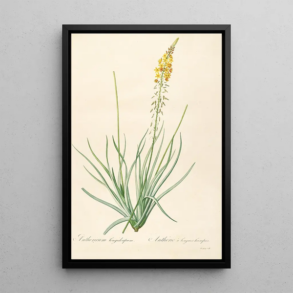 Les liliacées Pl03 - Pierre Joseph Redouté — framed artwork on a wall