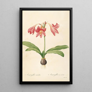 Pierre Joseph Redout - Les liliacees Pl04.webp