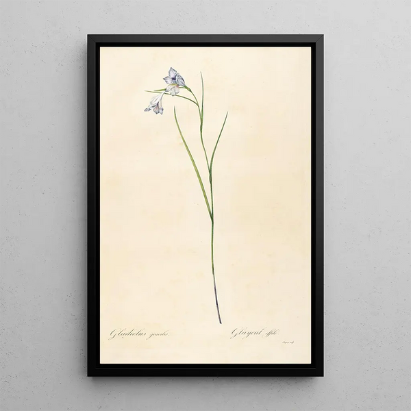 Les liliacées Pl05 - Pierre Joseph Redouté — framed artwork on a wall