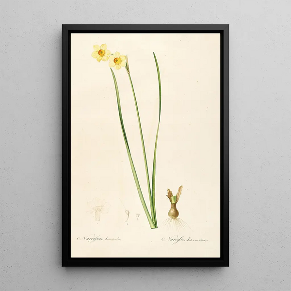 Les liliacées Pl07 - Pierre Joseph Redouté — framed artwork on a wall