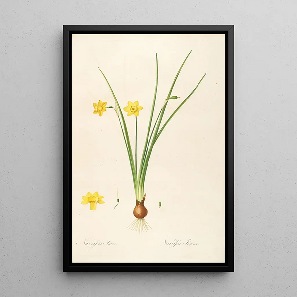 Les liliacées Pl08 - Pierre Joseph Redouté — framed artwork on a wall