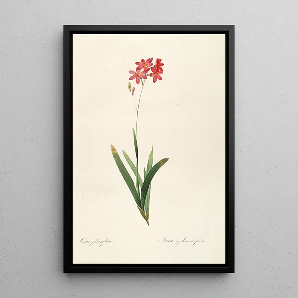 Les liliacées Pl12 - Pierre Joseph Redouté — framed artwork on a wall