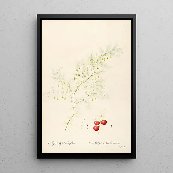 Les liliacées Pl14 - Pierre Joseph Redouté — framed artwork on a wall