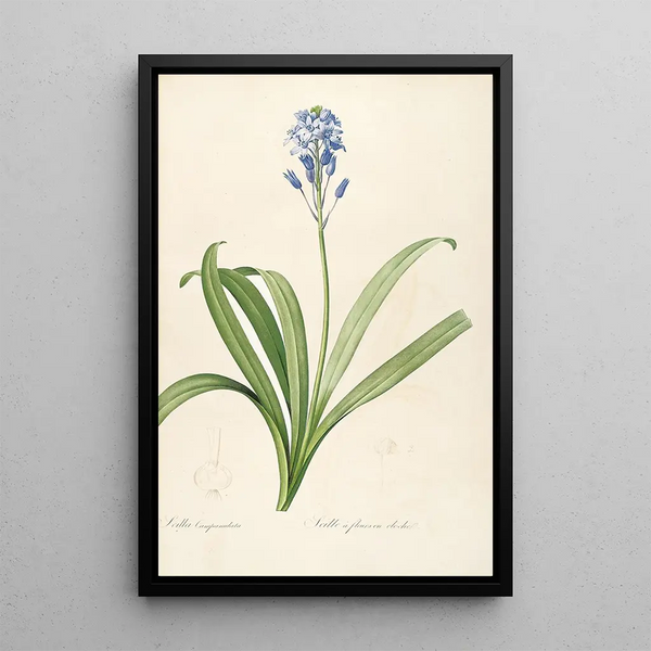Les liliacées Pl15 - Pierre Joseph Redouté — framed artwork on a wall